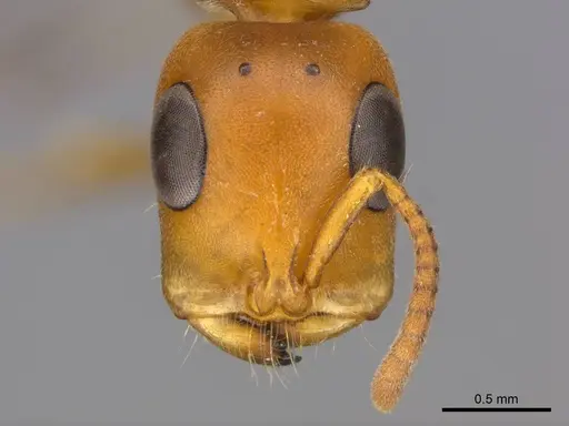 Tetraponera natalensis - CASENT0257309