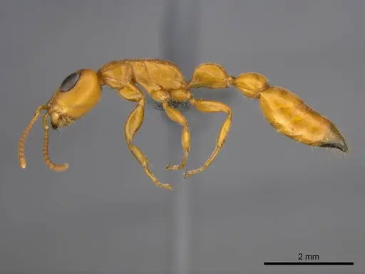 Tetraponera natalensis - CASENT0257309