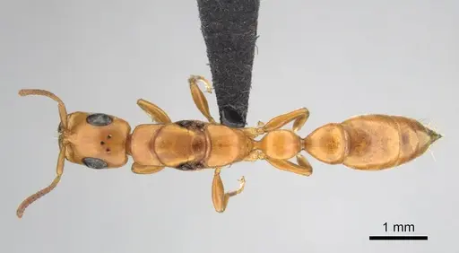 Tetraponera natalensis - CASENT0257421