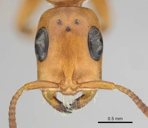 Tetraponera natalensis - CASENT0257421