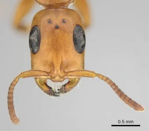 Tetraponera natalensis - CASENT0257421