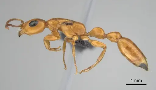 Tetraponera natalensis - CASENT0257421