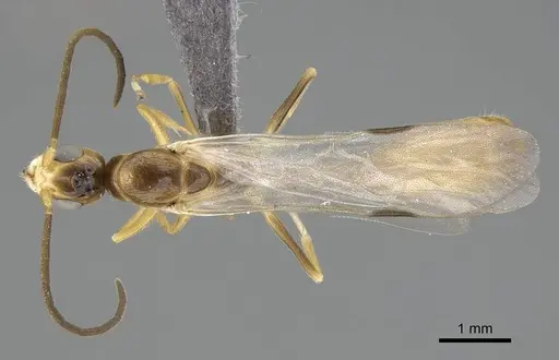 Tetraponera natalensis - CASENT0778290