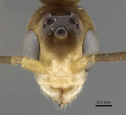 Tetraponera natalensis - CASENT0778290