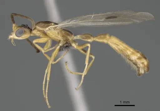 Tetraponera natalensis - CASENT0778290