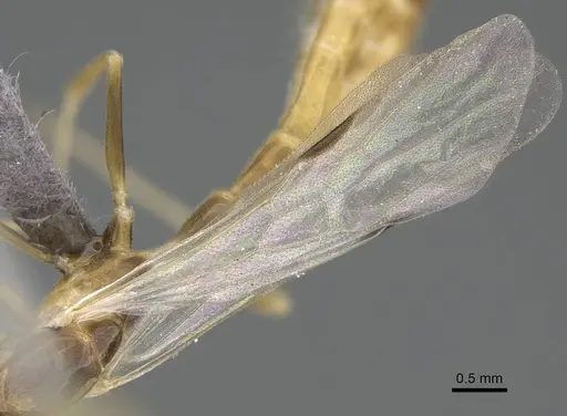 Tetraponera natalensis - CASENT0778290