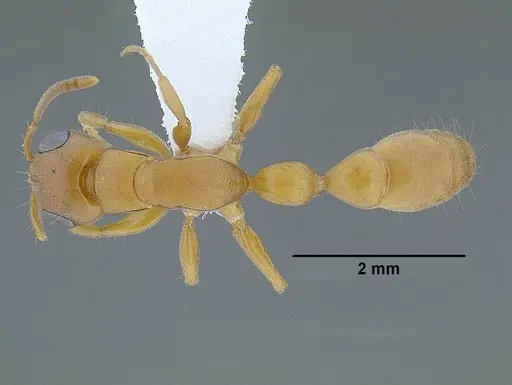 Tetraponera natalensis - CASENT0794194