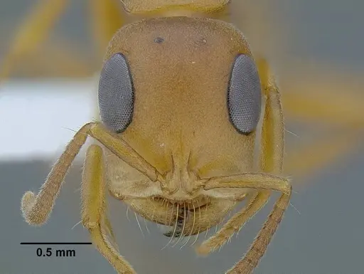 Tetraponera natalensis - CASENT0794194