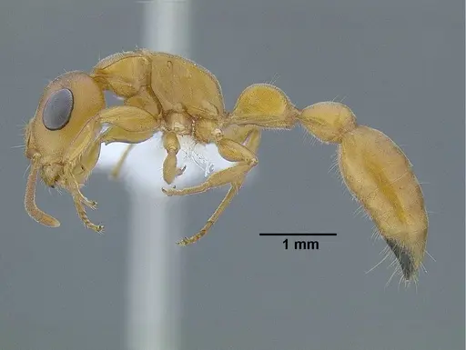 Tetraponera natalensis - CASENT0794194