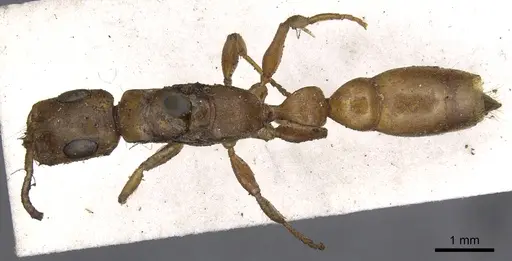 Tetraponera natalensis - CASENT0902819