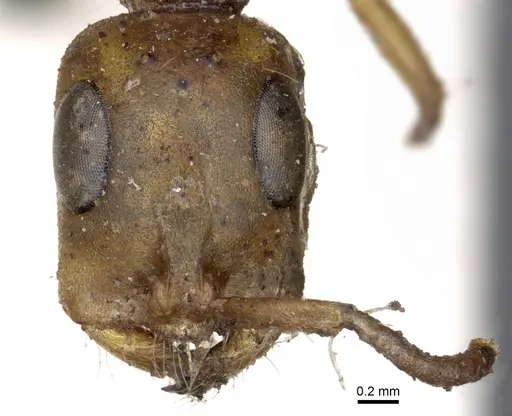 Tetraponera natalensis - CASENT0902819