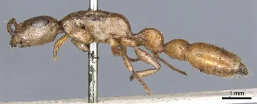 Tetraponera natalensis - CASENT0902819