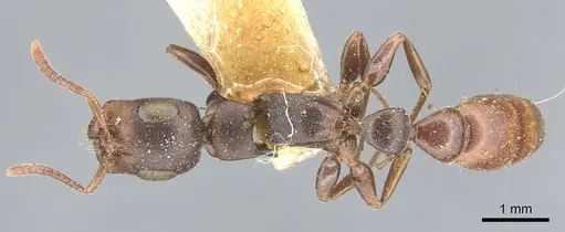 Tetraponera natalensis - CASENT0904031