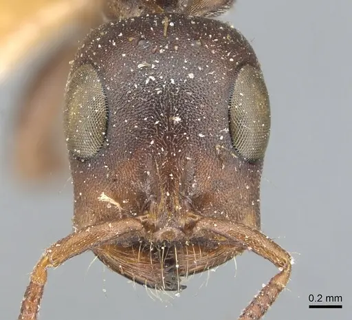 Tetraponera natalensis - CASENT0904031