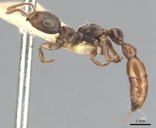 Tetraponera natalensis - CASENT0904031