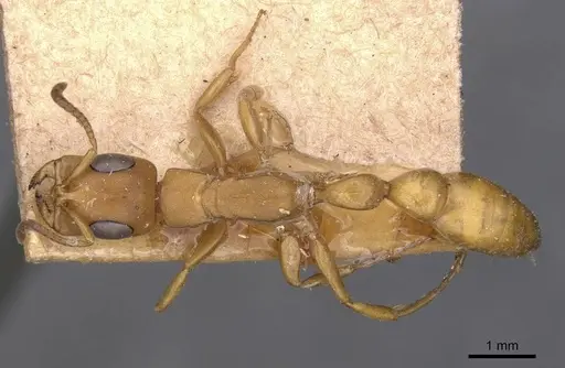 Tetraponera natalensis - CASENT0907452