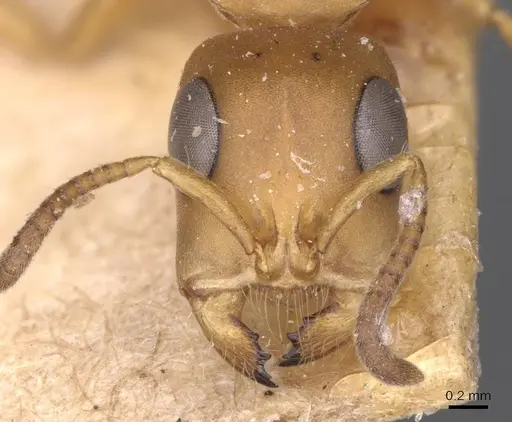 Tetraponera natalensis - CASENT0907452