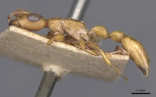 Tetraponera natalensis - CASENT0907452