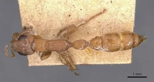 Tetraponera natalensis - CASENT0907453