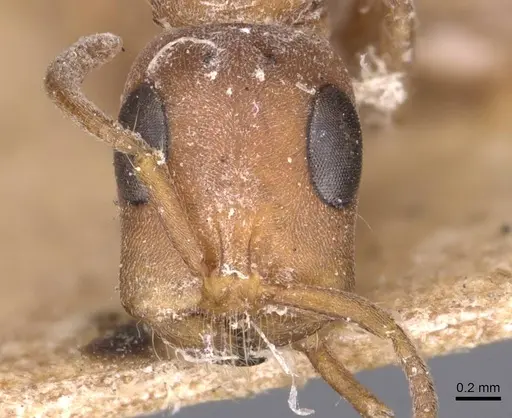 Tetraponera natalensis - CASENT0907453