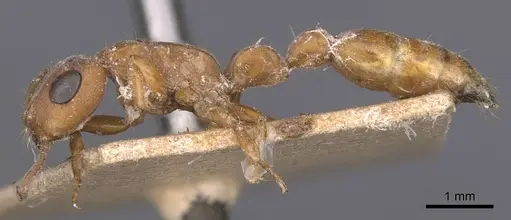 Tetraponera natalensis - CASENT0907453