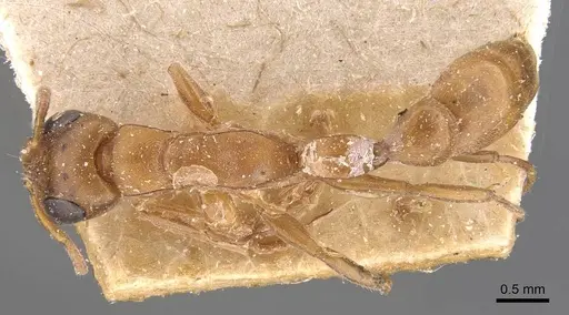 Tetraponera natalensis - CASENT0907454