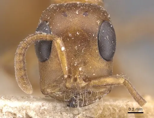 Tetraponera natalensis - CASENT0907454