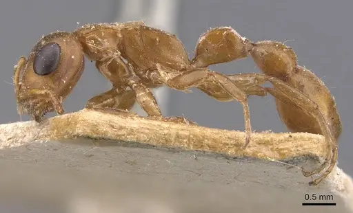 Tetraponera natalensis - CASENT0907454