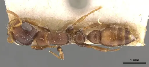 Tetraponera natalensis - CASENT0907474