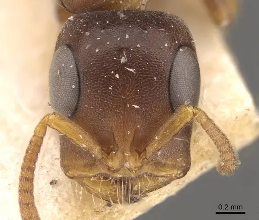 Tetraponera natalensis - CASENT0907474