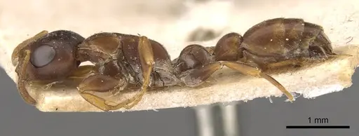 Tetraponera natalensis - CASENT0907474