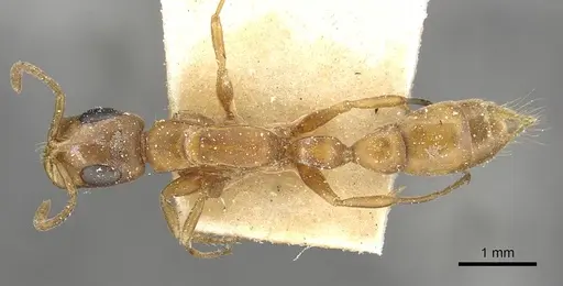 Tetraponera natalensis - CASENT0915533