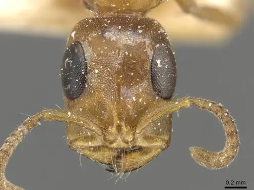Tetraponera natalensis - CASENT0915533