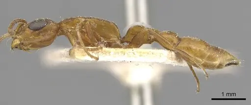 Tetraponera natalensis - CASENT0915533