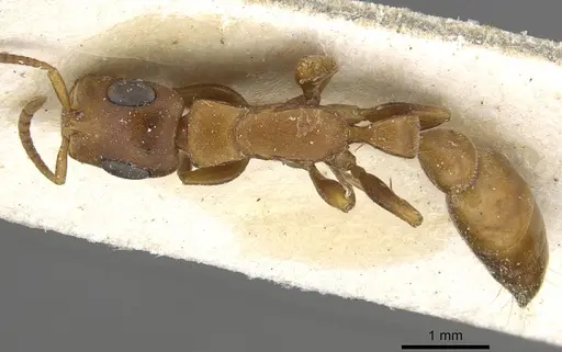 Tetraponera natalensis - CASENT0915534