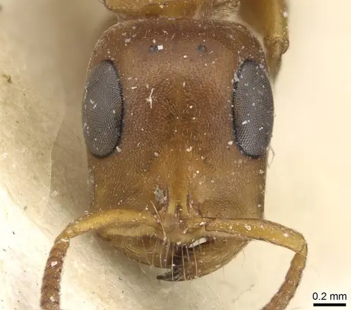 Tetraponera natalensis - CASENT0915534