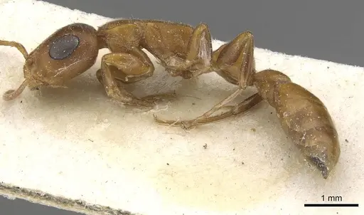 Tetraponera natalensis - CASENT0915534