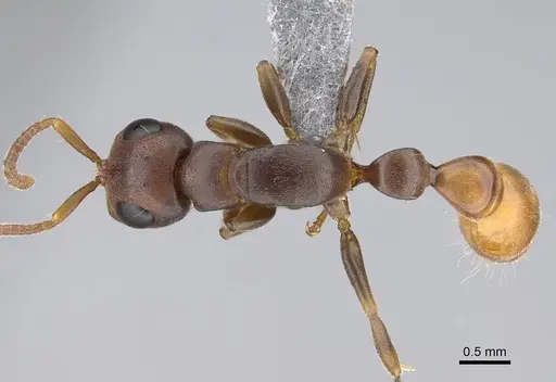 Tetraponera natalensis - CASENT0922254