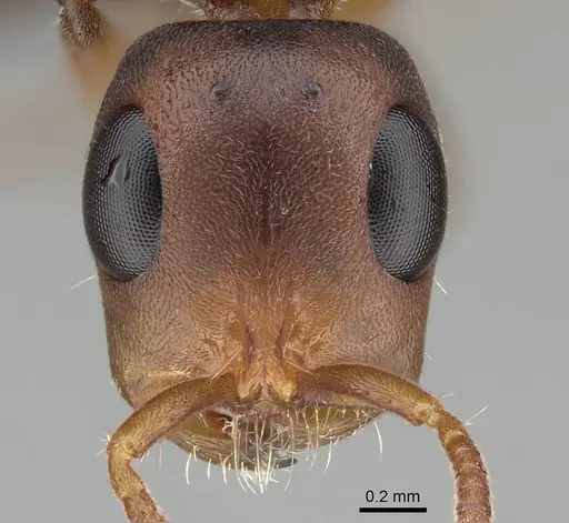 Tetraponera natalensis - CASENT0922254