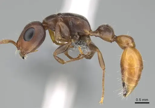 Tetraponera natalensis - CASENT0922254