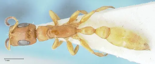 Tetraponera natalensis - FOCOL1158