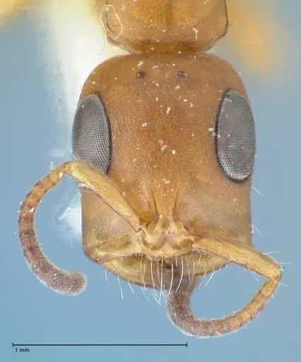 Tetraponera natalensis - FOCOL1158