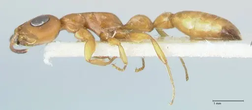 Tetraponera natalensis - FOCOL1158