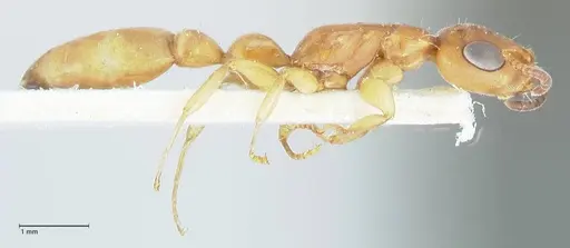 Tetraponera natalensis - FOCOL1158