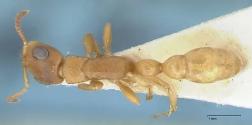 Tetraponera natalensis - FOCOL1159