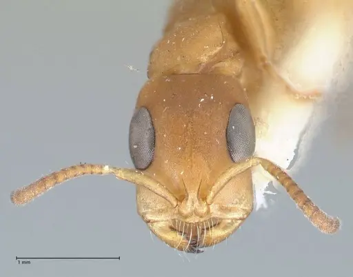 Tetraponera natalensis - FOCOL1159