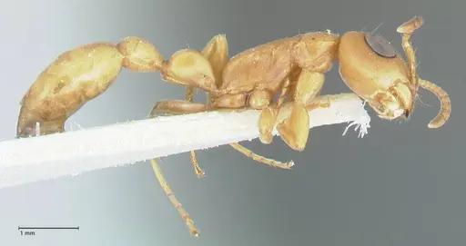 Tetraponera natalensis - FOCOL1159