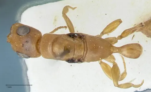 Tetraponera natalensis - FOCOL1160