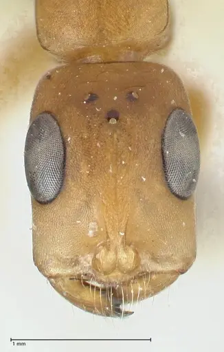 Tetraponera natalensis - FOCOL1160