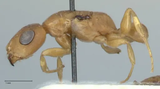 Tetraponera natalensis - FOCOL1160